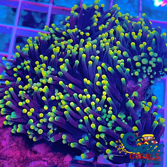 aussie yellow tip rasta torch