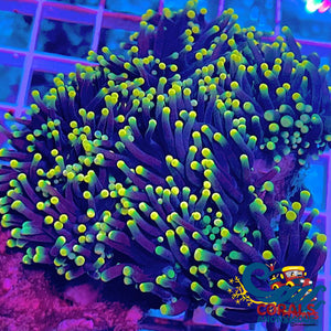 aussie yellow tip rasta torch