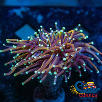 Green/Teal Tip Indo Gold Torch Torch
