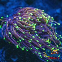 Green/Teal Tip Indo Gold Torch Torch