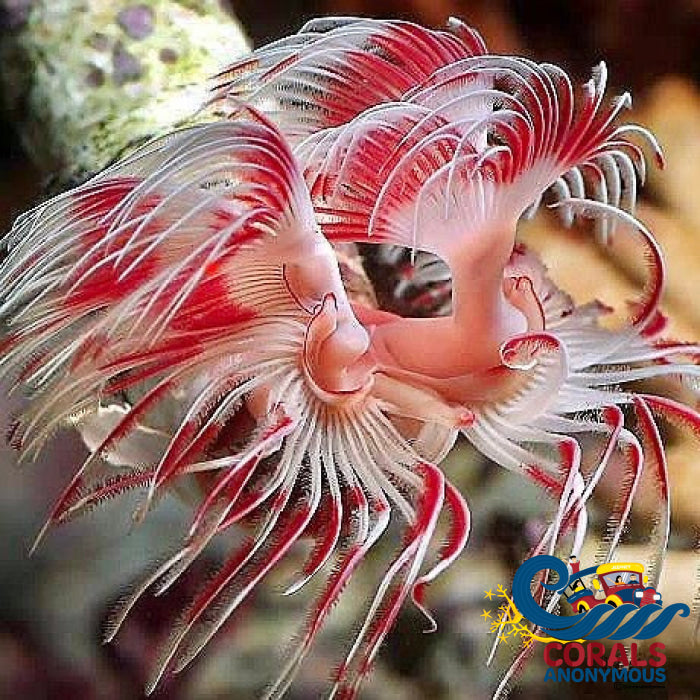Hard Shell Pink And White Coco Worm Worm