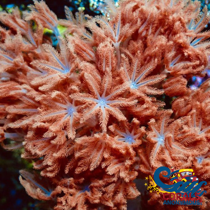 Ca Ruby Red Pulsing Xenia Xenia