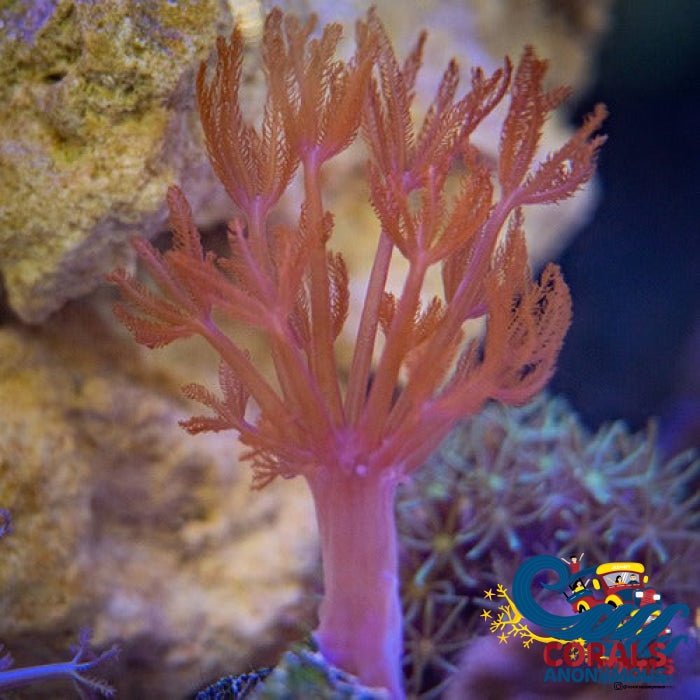 Ca Ruby Red Pulsing Xenia Xenia