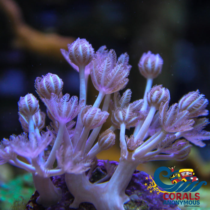 CA Silver Pulsing Xenia | Corals Anonymous