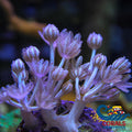 Ca Silver Pulsing Xenia Xenia