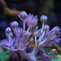 Ca Silver Pulsing Xenia Xenia
