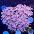 Ca Silver Pulsing Xenia Xenia