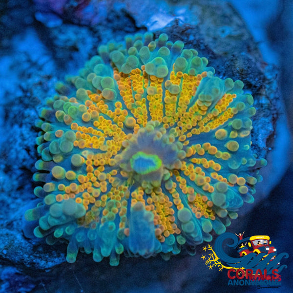 Indo Electric Rainbow Yuma Mushroom | Corals Anonymous