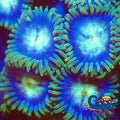 blueberry pie zoa 4