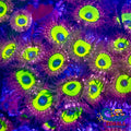 Candy Apple Ultra Pink Zoa (2-3 Polyps) Zoa