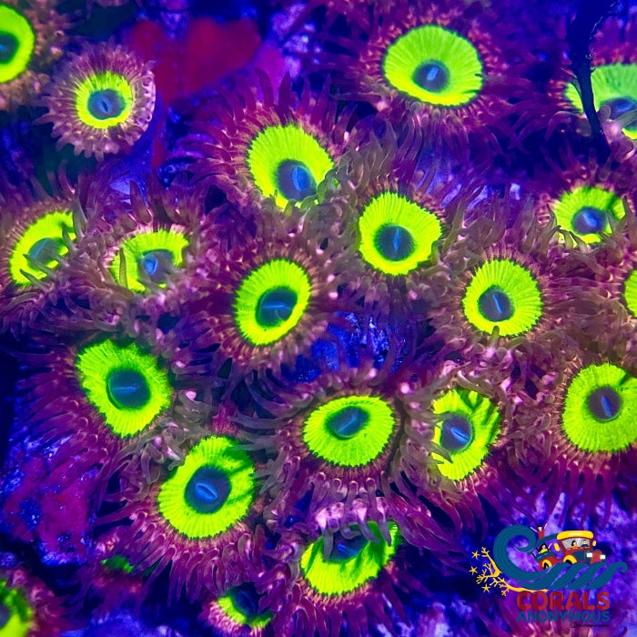 Candy Apple Ultra Pink Zoa (2-3 Polyps) Zoa