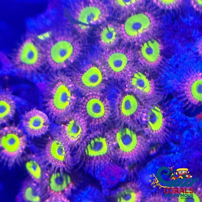 Candy Apple Ultra Pink Zoa (2-3 Polyps) Zoa