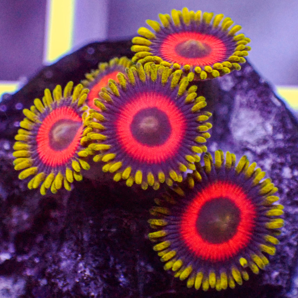Eagle Eye Zoa (10-15 Polyps colony) - Corals Anonymous
