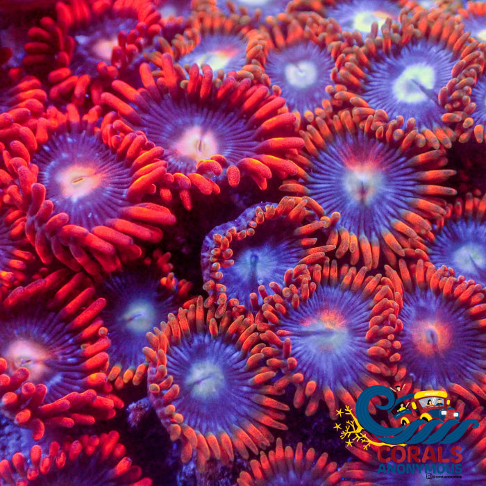 Fire And Ice Zoa (10 - 15 Polyps Colony) Zoa