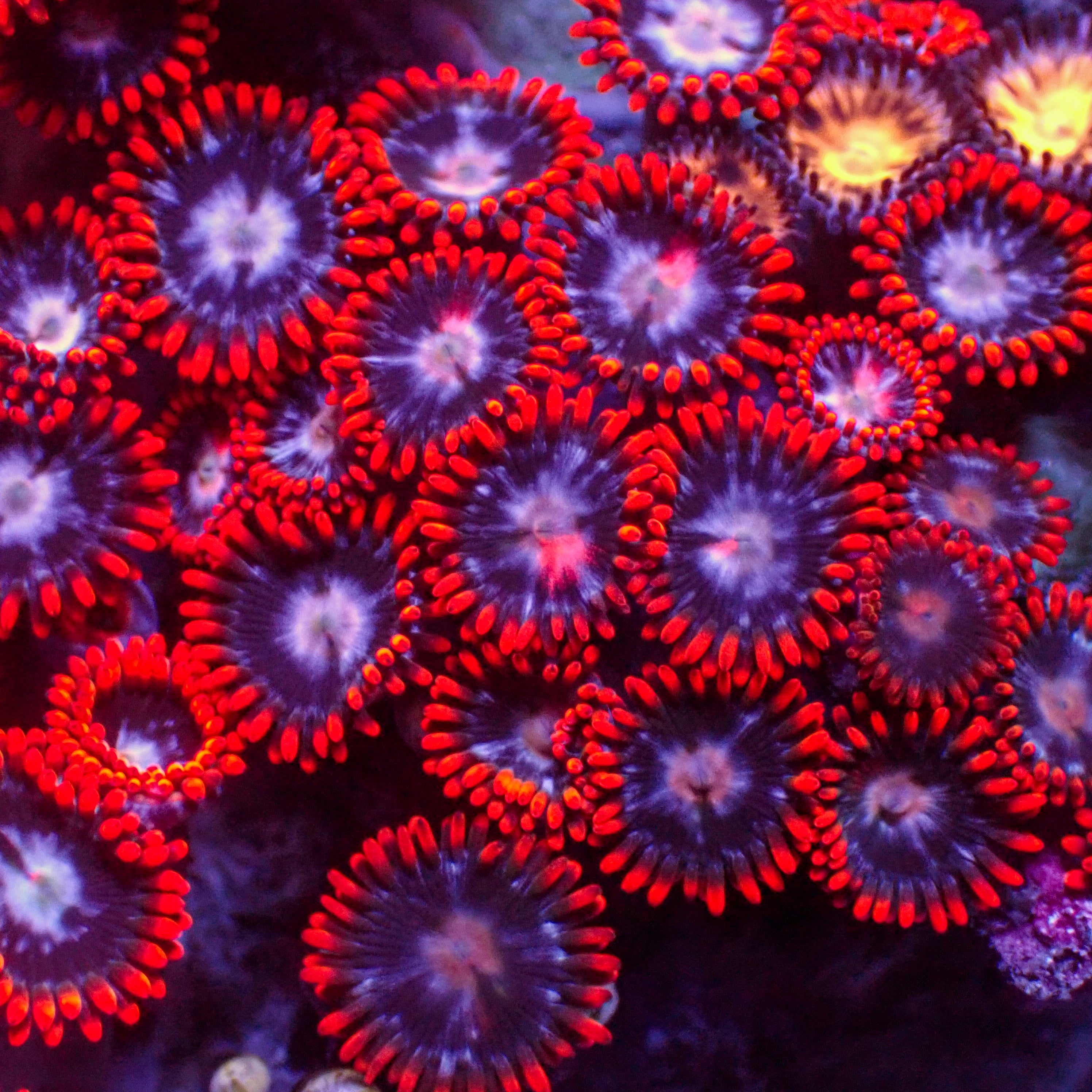 【さらに値下げ】CORAL EX101 Large Bucket Coral Pro Sea Salt Mix (Makes 175 Gallons) - Red Sea