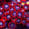 Fire and Ice Zoa (10-15 Polyps colony)