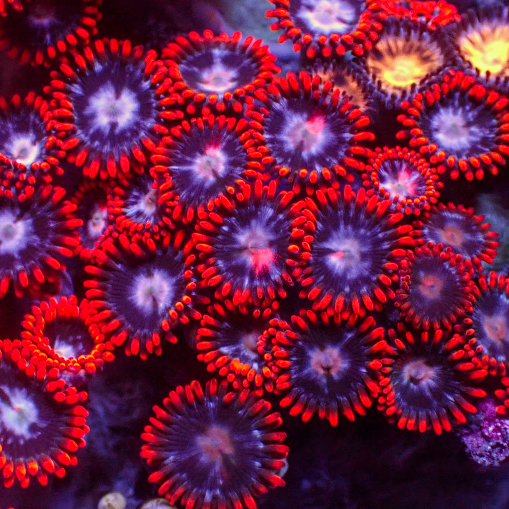 Fire and Ice Zoa (10-15 Polyps colony)