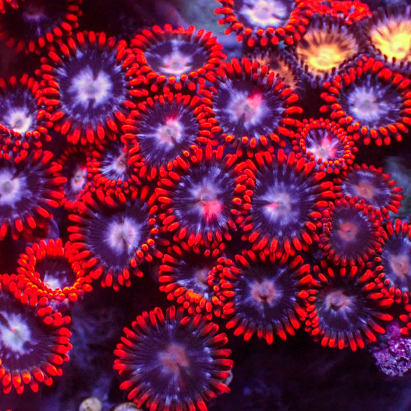 black-friday-zoa-default-title