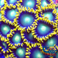 Radioactive Dragon Eye Zoa 10-15 Polyps Colony Zoa
