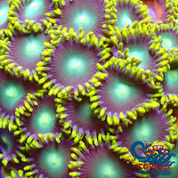 Radioactive Dragon Eye Zoa 10-15 Polyps Colony Zoa

