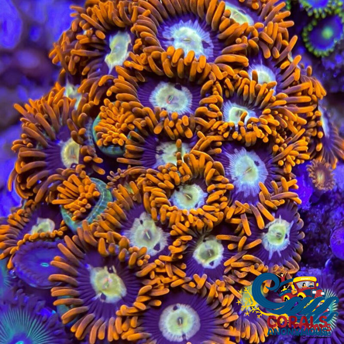 Screaming Hawks Zoa (10-15 Polyps colony)