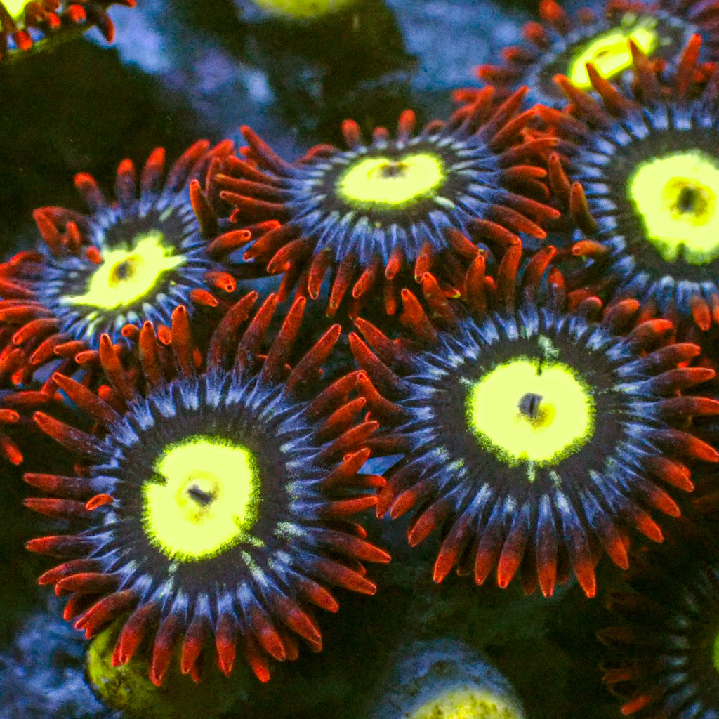 Screaming Hawks Zoa (10-15 Polyps colony) - Corals Anonymous