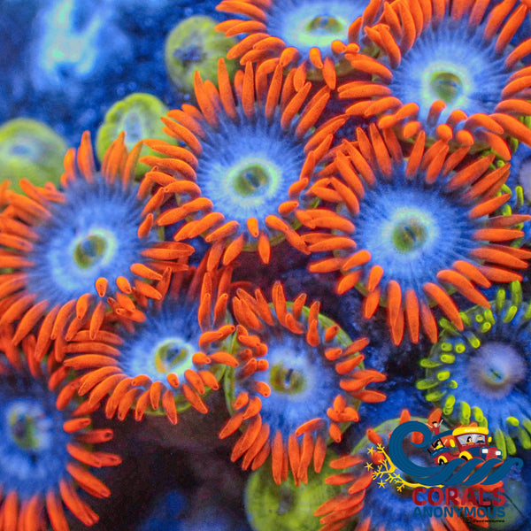 black-friday-zoa-default-title
