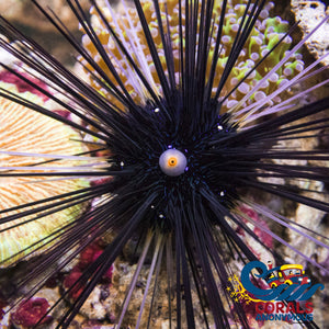 Black Longspine Sea Urchin (Diadema) Urchin