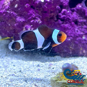 Black Ocellaris Clownfish (Aquacultured) Fish