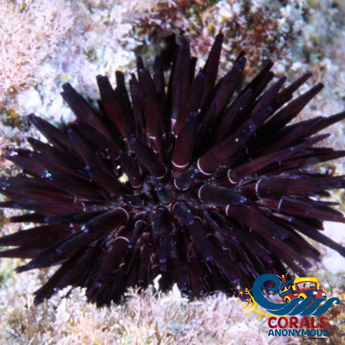 Black Rock-Boring Urchin Urchin