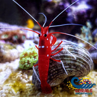 Blood Red Fire Shrimp (2-3) Shrimp
