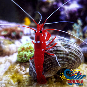 Blood Red Fire Shrimp (2-3) Shrimp