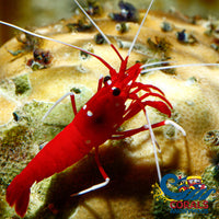 R Blood Red Fire Shrimp (2-3) (I8) Shrimp
