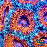 Bloody Specter Acans (2-3 Polyps) Acans