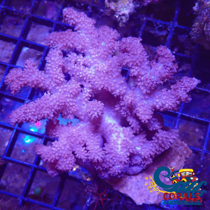 Blue Colt Soft Coral (4-5 Large Colony) Softcoral
