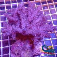 Blue Colt Soft Coral (4-5 Large Colony) Softcoral