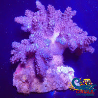 Blue Colt Soft Coral (4-5 Large Colony) Softcoral
