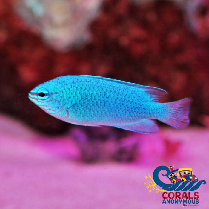 Blue Damselfish (Chrysiptera Cyanea) Fish