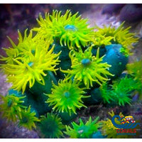 Blue Emerald Sun Coral Suncoral
