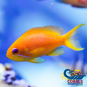 Blue Eye Anthias Fish