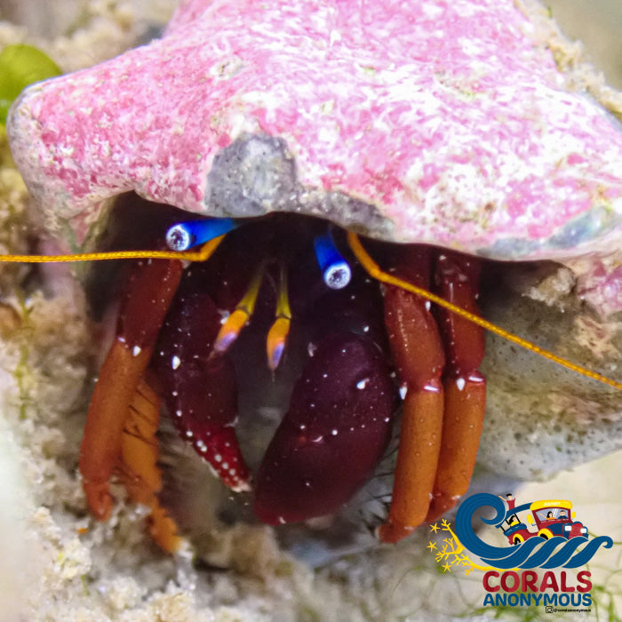 Videe Blue Eye Red Reef Hermit Crab Crab