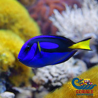 Blue Hippo Tang (Paracanthurus Hepatus) Fish
