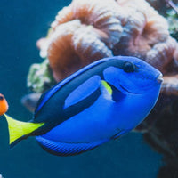 Blue Hippo Tang Fish
