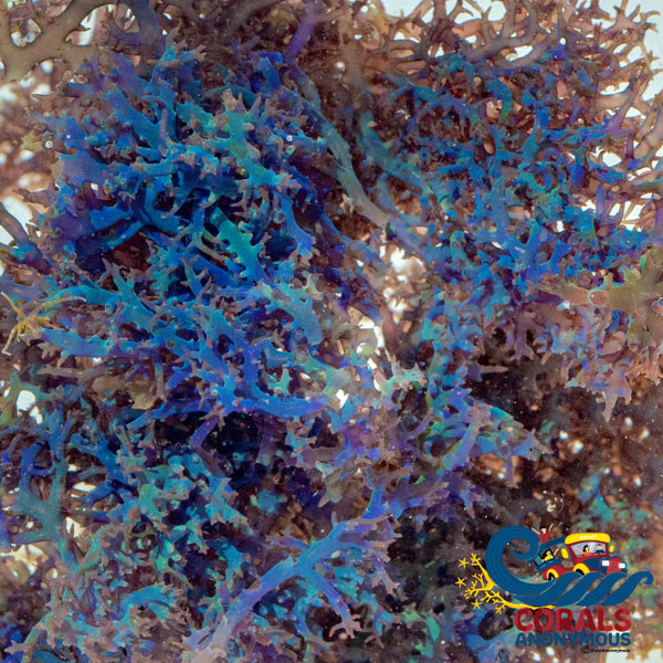 Blue Hypnea Macroalgae (S6) Macroalgae