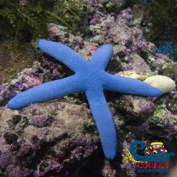 Blue Linkia Starfish Starfish