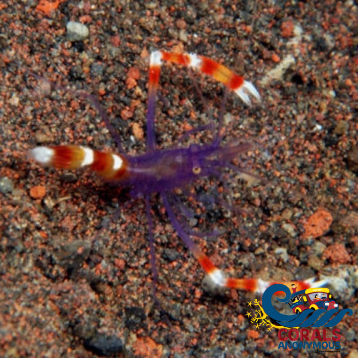 Blue Purple Banded Coral Shrimp