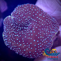 Blue Spotted Discosoma Mushroom Discosoma