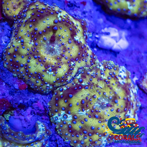 Blue Spotted Gold Nebula Discosoma Mushroom Discosoma