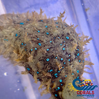 Blue Spotted Sea Hare Invertebrates
