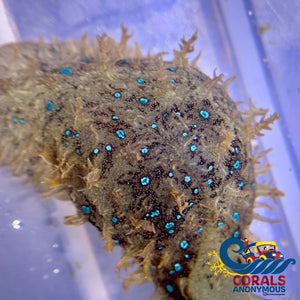 Blue Spotted Sea Hare Invertebrates